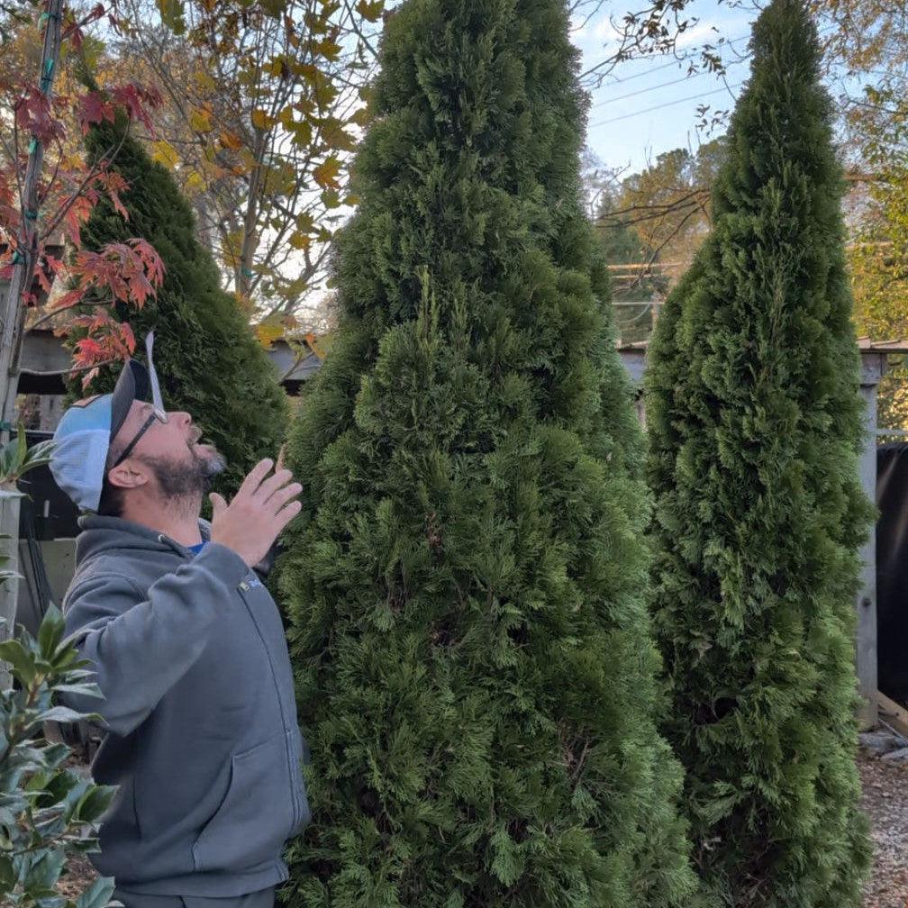 Thuja occidentalis 'Smaragd' ~ Emerald Green Arborvitae-ServeScape