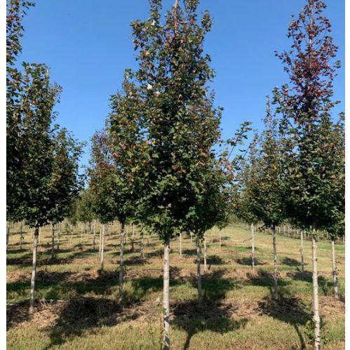 Acer rubrum 'Frank Jr.' PP16769 ~ Redpointe® Red Maple-ServeScape