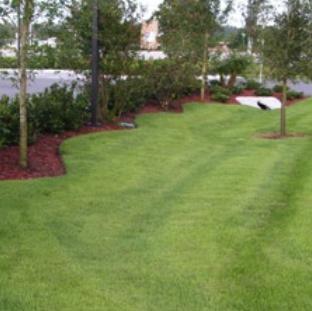 Zoysia Sod ~ El Toro Zoysia-ServeScape