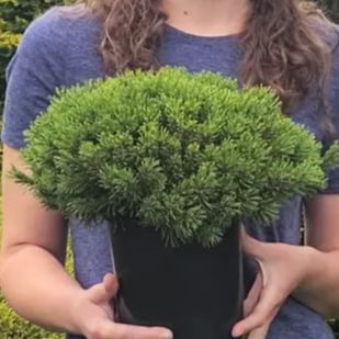 Pinus mugo 'Slowmound' ~ Slowmound Mugo Pine-ServeScape