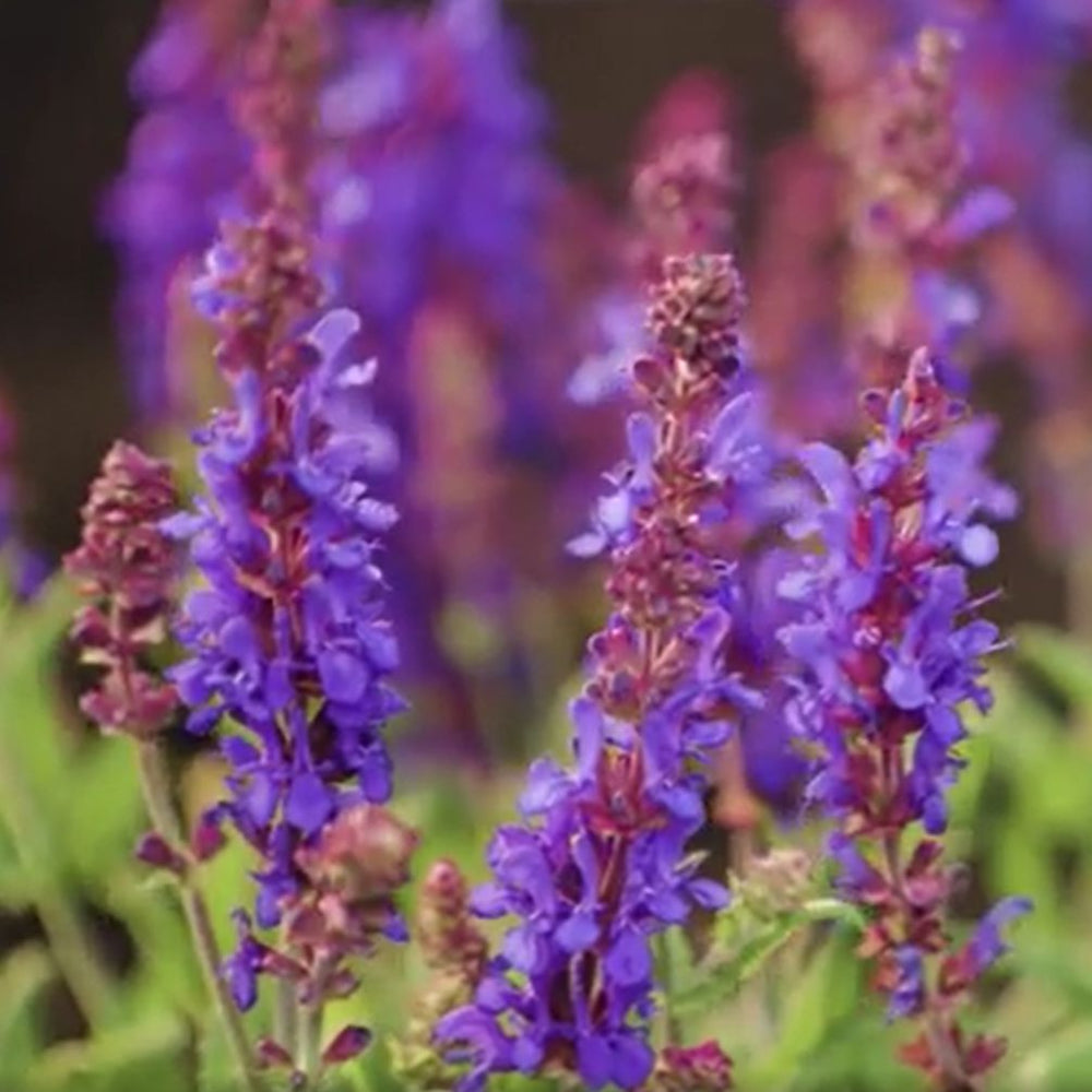 Salvia nemorosa 'Dark Matter' ~ Dark Matter™ Meadow Sage-ServeScape