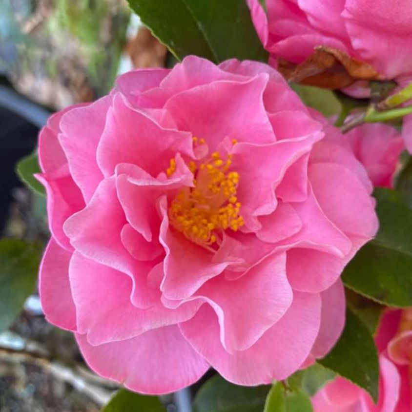 Camellia japonica 'Marie Bracey' ~ Marie Bracey Camellia-ServeScape
