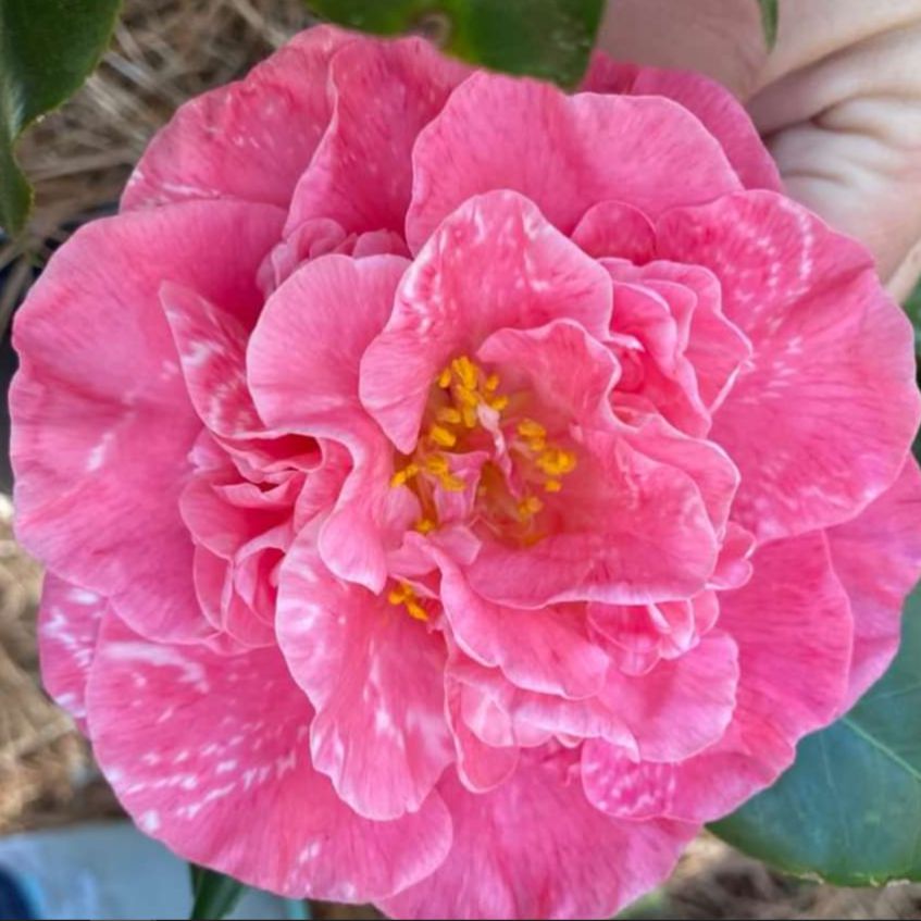 Camellia japonica 'Marie Bracey' ~ Marie Bracey Camellia-ServeScape