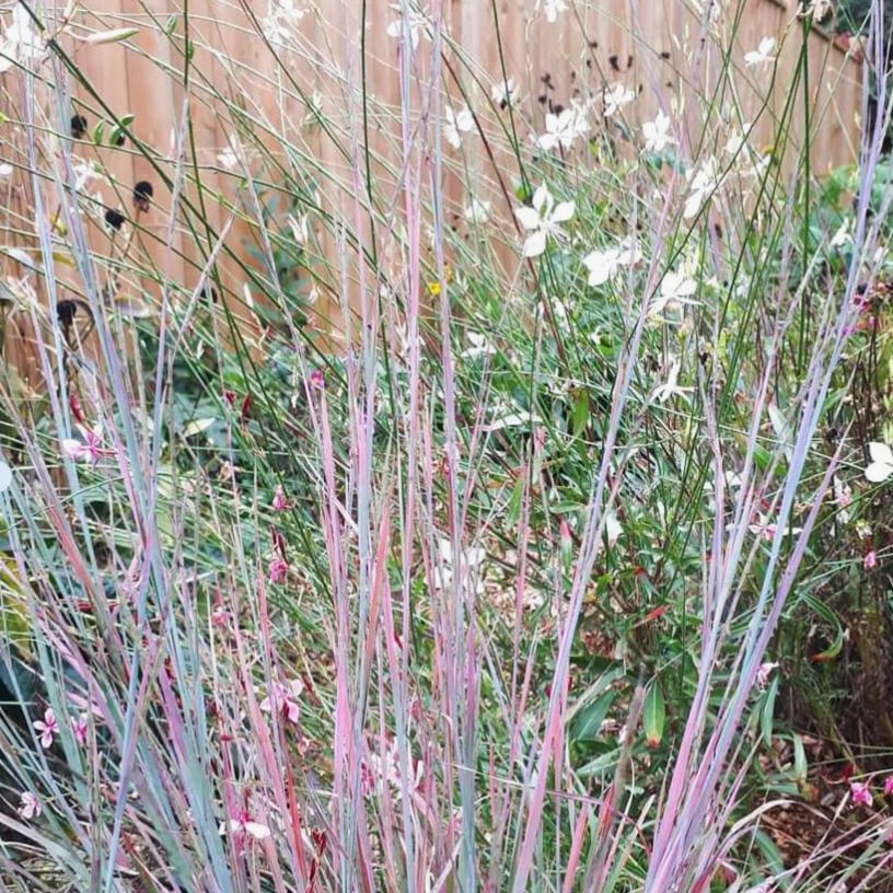 Schizachyrium scoparium 'MinnblueA' PP #17,310 ~ Monrovia® Blue Heaven Little Bluestem-ServeScape