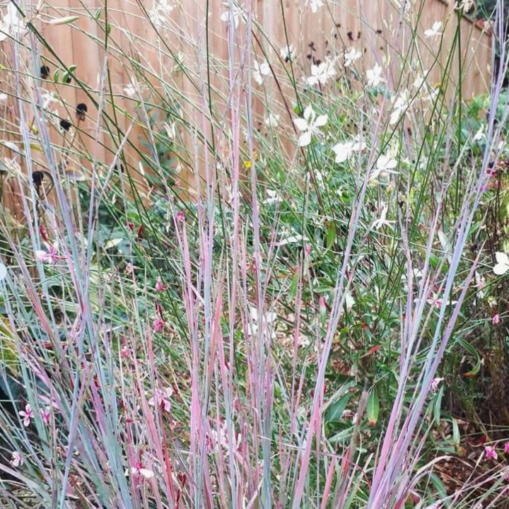 Schizachyrium scoparium 'MinnblueA' PP #17,310 ~ Monrovia® Blue Heaven Little Bluestem-ServeScape