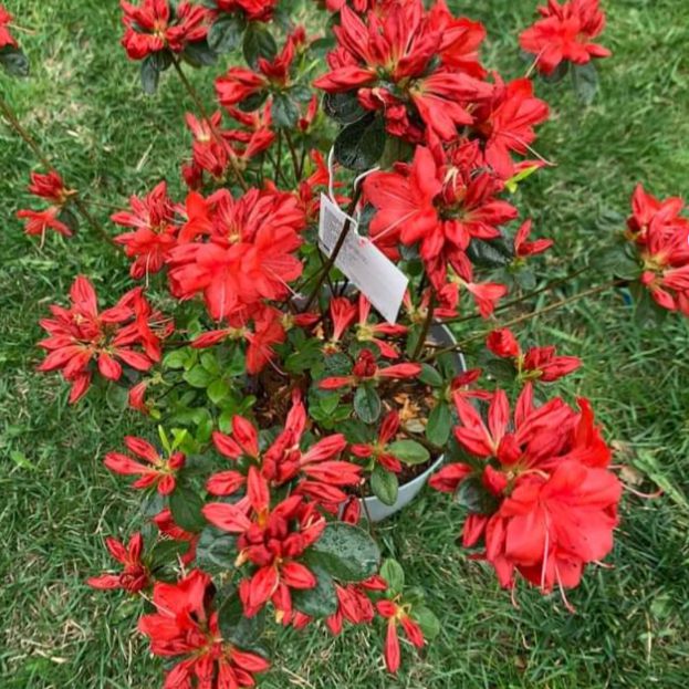 Rhododendron 'Stewartstonian' ~ Stewartstonian Azalea-ServeScape