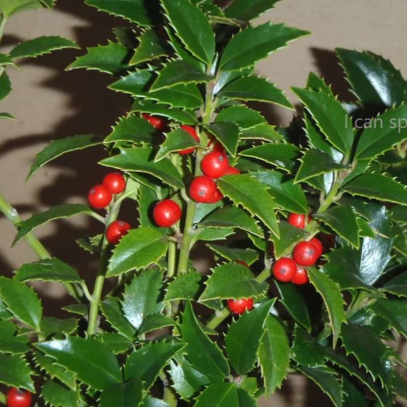 Ilex latifolia ‘Dapat’ ~ Miss Patricia Holly-ServeScape