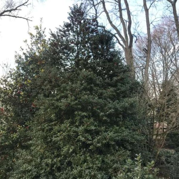 Ilex latifolia ‘Dapat’ ~ Miss Patricia Holly-ServeScape