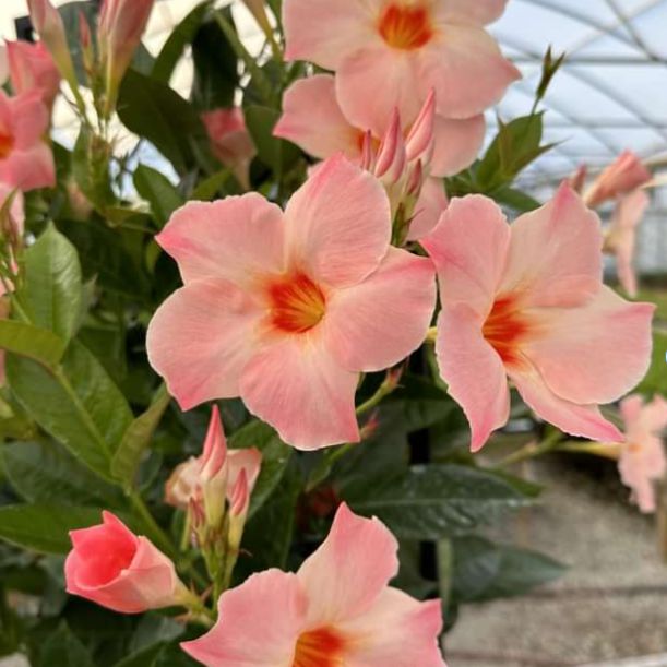 Mandevilla x 'Giant Peach Sunrise' ~ Monrovia® Sun Parasol® Giant Peach Sunrise Mandevilla-ServeScape