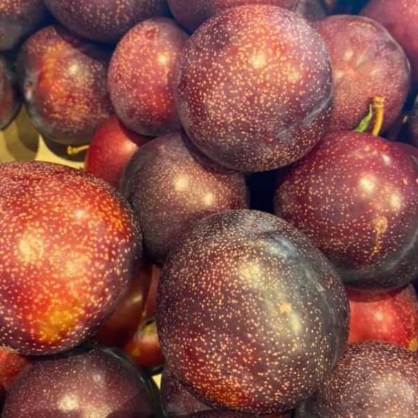 Prunus salicina 'Ruby Queen' ~ Ruby Queen Plum-ServeScape