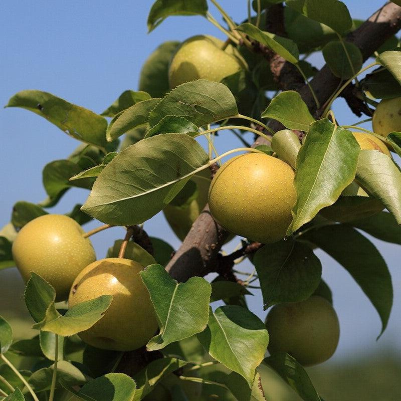 Pyrus pyrifolia 'Shinseiki' ~ Shinseiki Asian Pear-ServeScape
