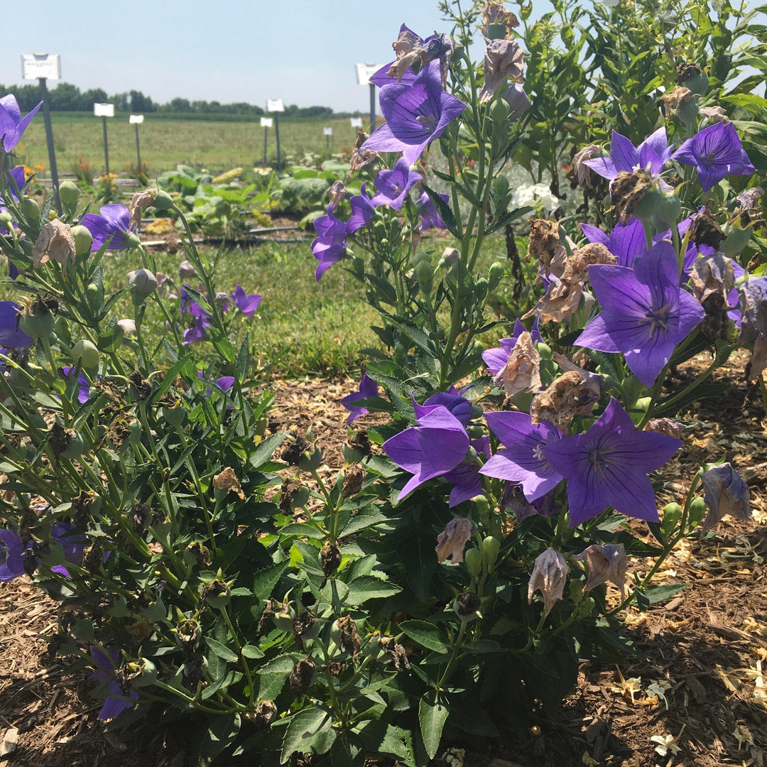 Platycodon grandiflorus 'Twinkle Blue' ~ Monrovia® Twinkle™ Blue Balloon Flower-ServeScape