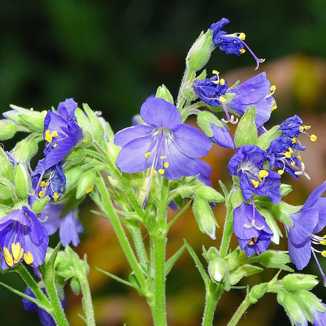 Polemonium 'Brise d'Anjou' ~ Monrovia® Variegated Jacob's Ladder-ServeScape