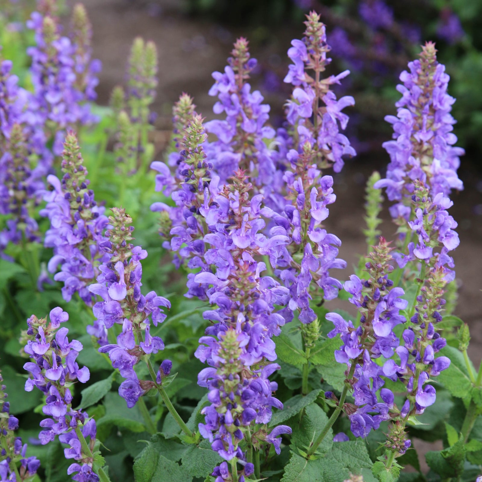 Salvia nemorosa 'Sky Blue Marvel' ~ Sky Blue Marvel Meadow Sage-ServeScape