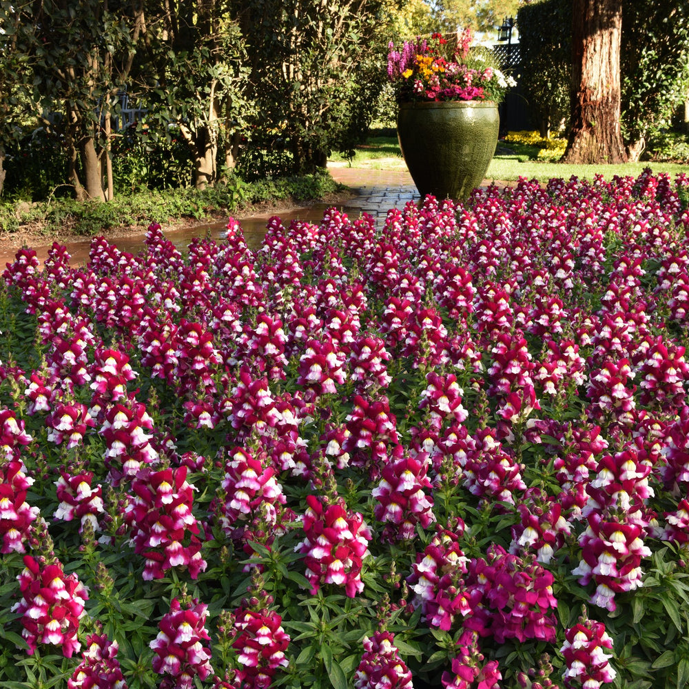 Antirrhinum majus 'PAS1192830' ~ Snapshot™ Coral Bicolor Snapdragon-ServeScape