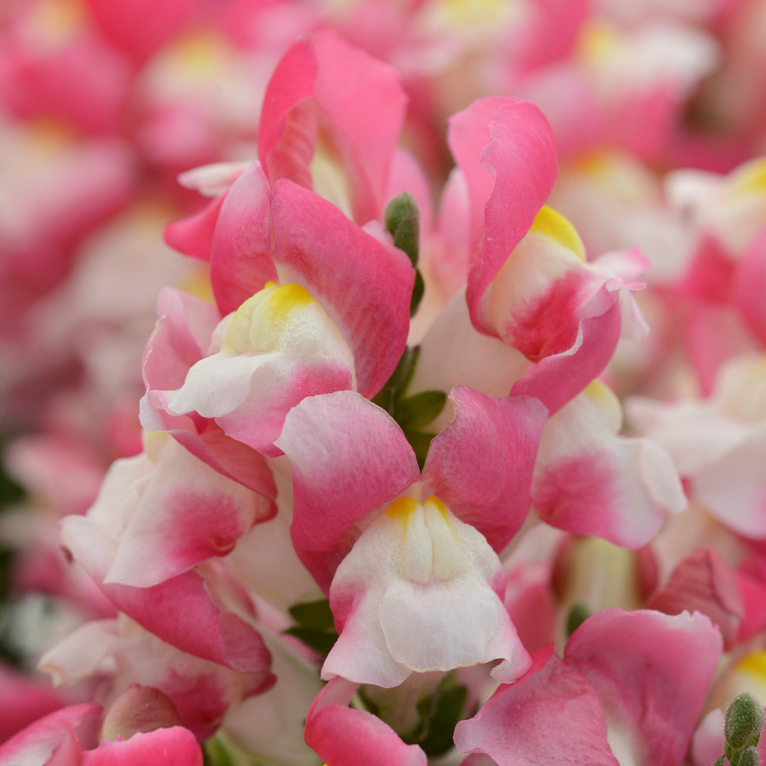 Antirrhinum majus 'PAS1192830' ~ Snapshot™ Coral Bicolor Snapdragon-ServeScape