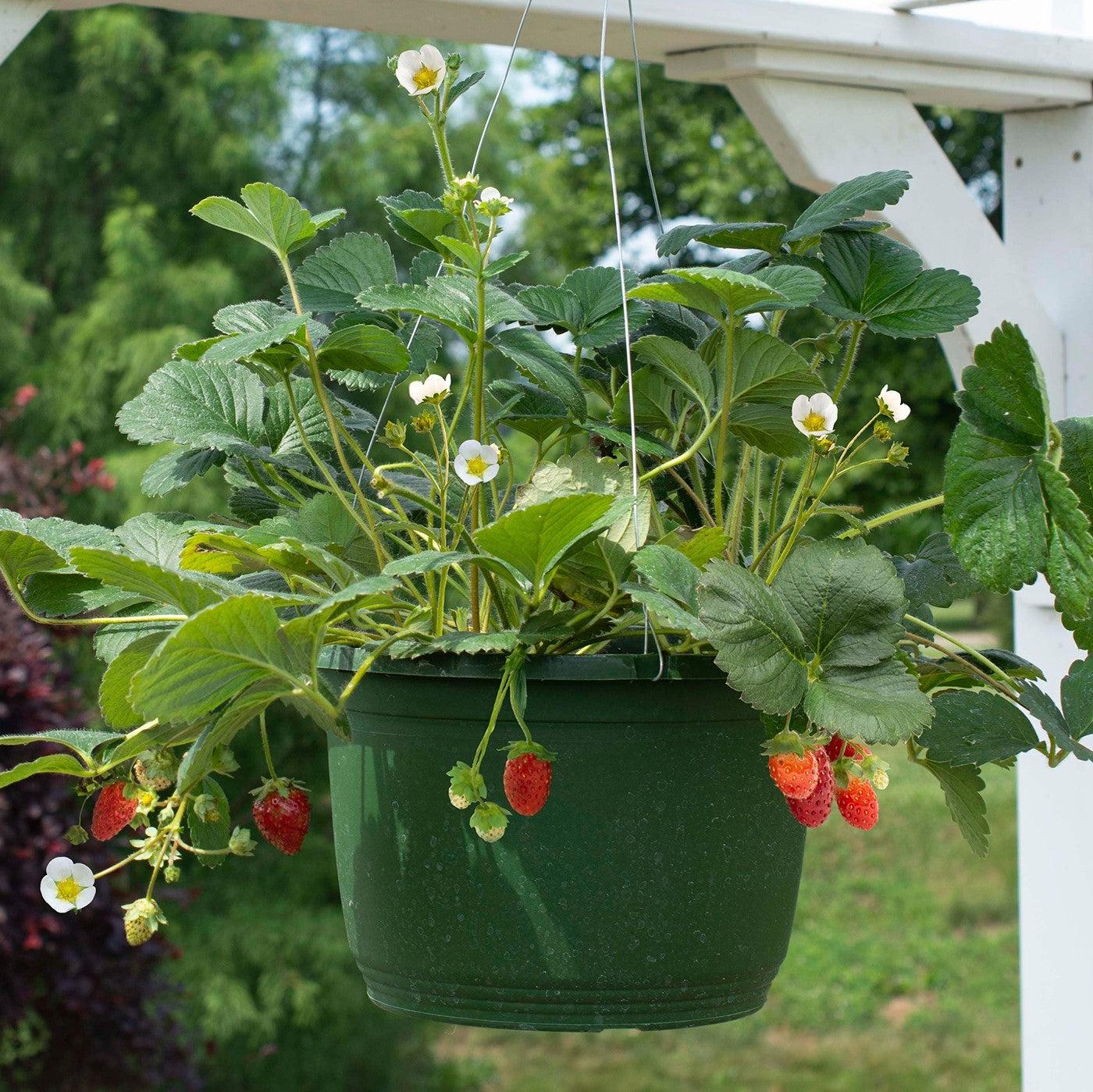 Fragaria x ananassa ‘Elan’ ~ Snowy Belle™ Strawberry-ServeScape