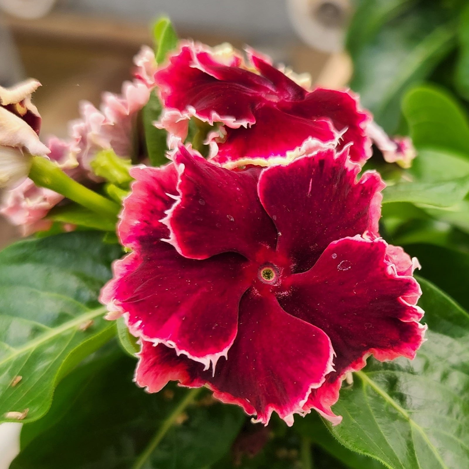 Catharanthus hybrid 'Soiree Flamenco Salsa Red' ~ Soiree® Flamenco Salsa Red Vinca-ServeScape