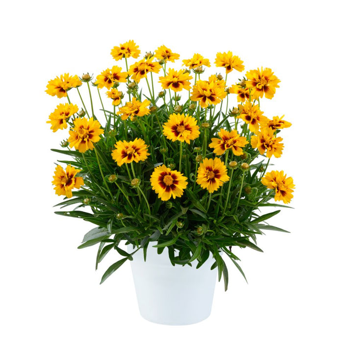 Coreopsis grandiflora 'Sunset Bright' ~ Solanna™ Sunset Bright Coreopsis-ServeScape