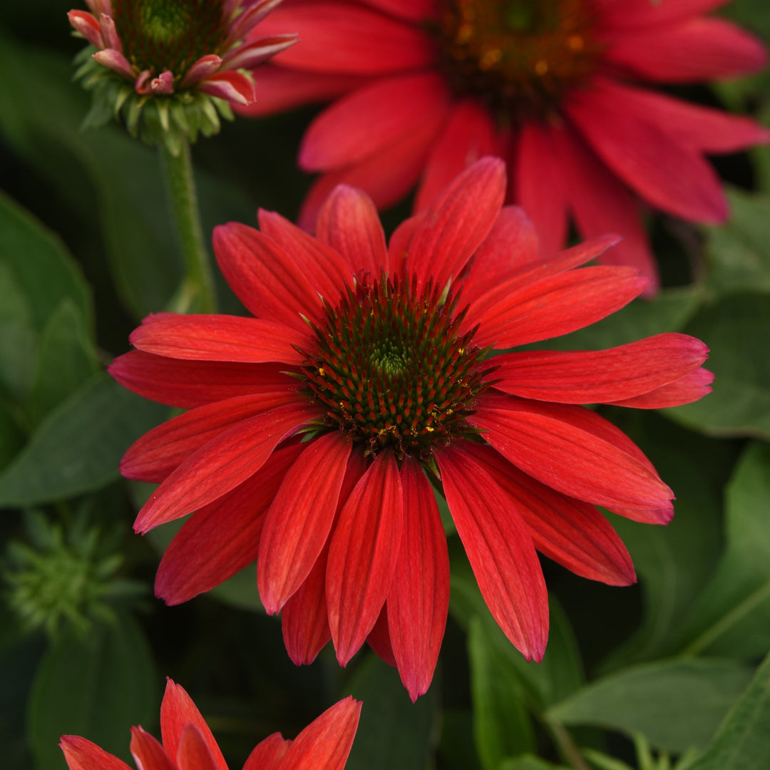 Echinacea 'Balsomtresgo' ~ Sombrero® Tres Amigos Coneflower-ServeScape