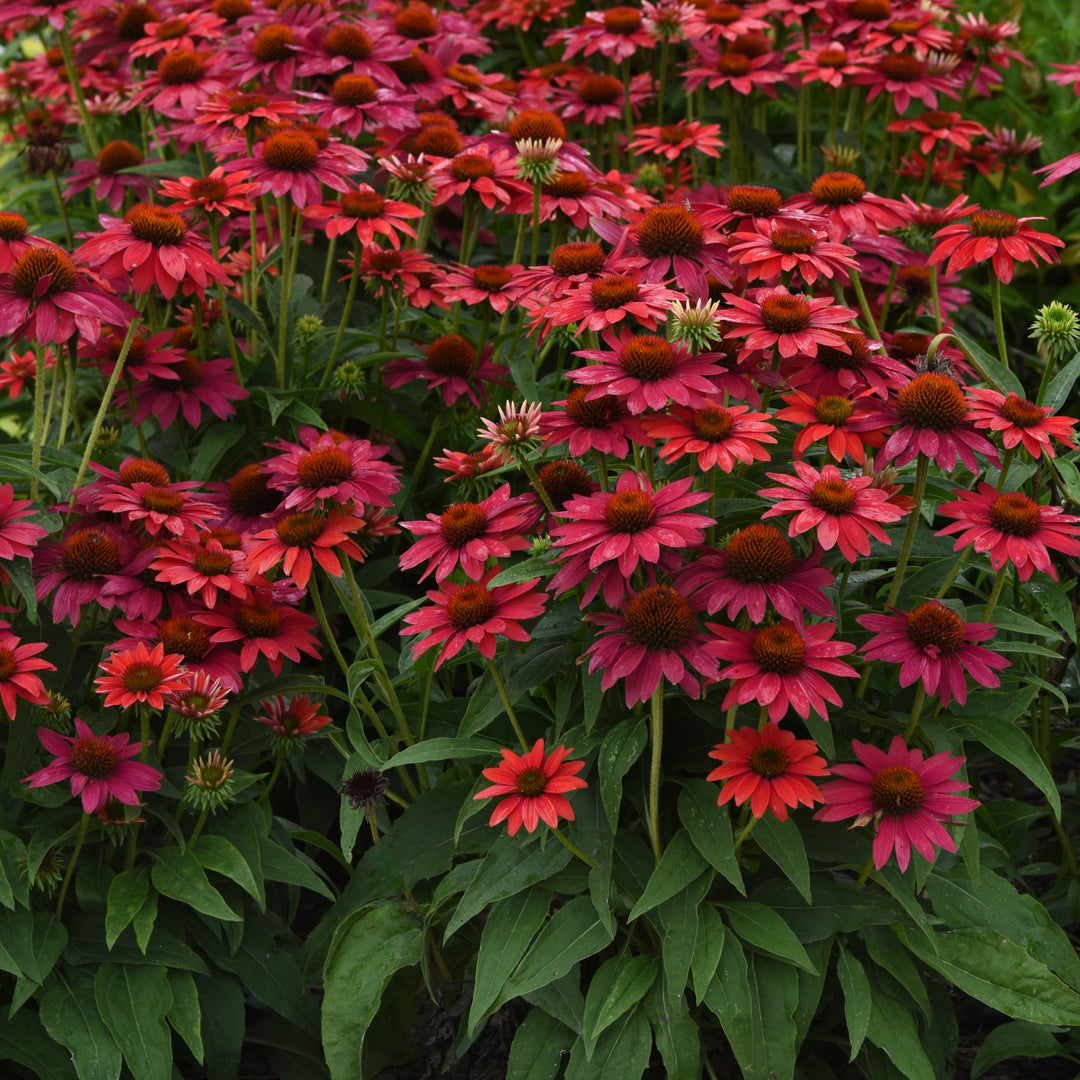 Echinacea 'Balsomtresgo' ~ Sombrero® Tres Amigos Coneflower-ServeScape