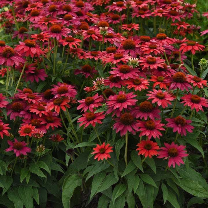 Echinacea 'Balsomtresgo' ~ Sombrero® Tres Amigos Coneflower-ServeScape