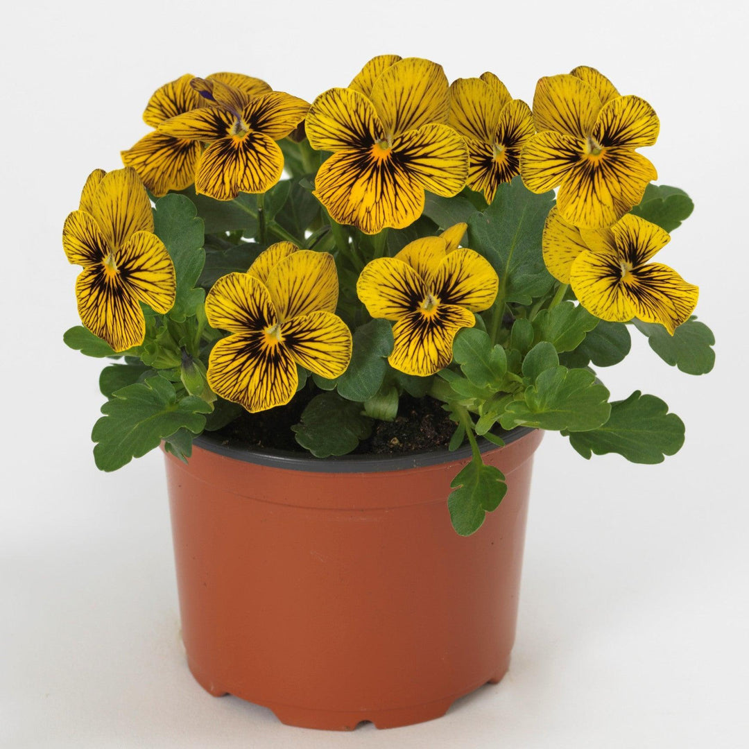 Viola cornuta 'PAS1443790' ~ Sorbet™ Tiger Eye Viola-ServeScape