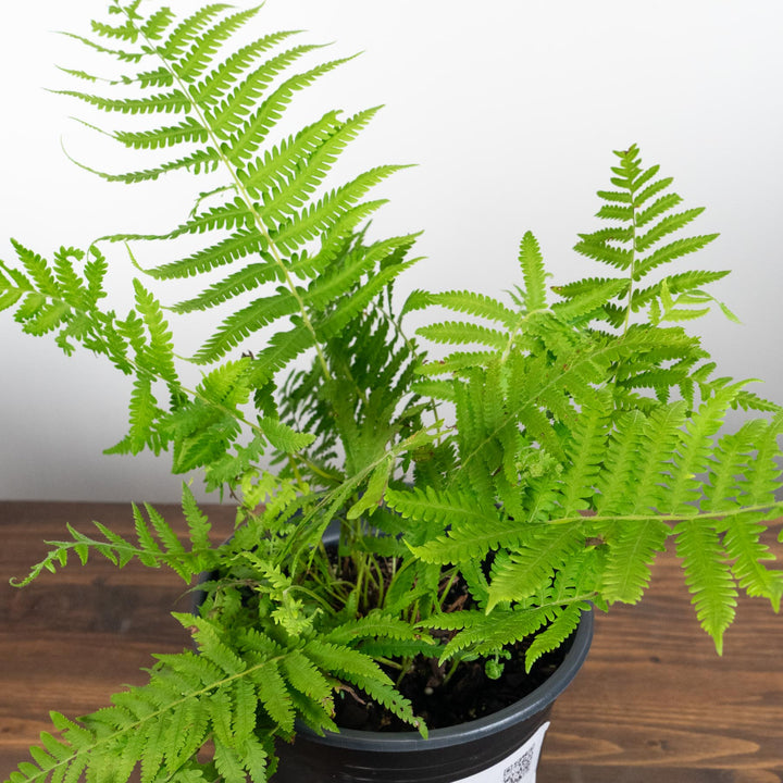 Thelypteris Kunthii ~ Southern Wood Fern, Southern River Fern-ServeScape