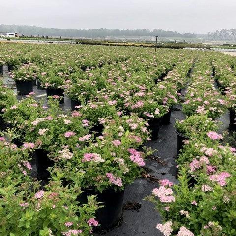 Spiraea japonica 'Little Princess' ~ Little Princess Spirea-ServeScape