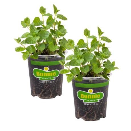 Assorted Herbs ~ Cool Season Herbs (4.5" pot)-ServeScape