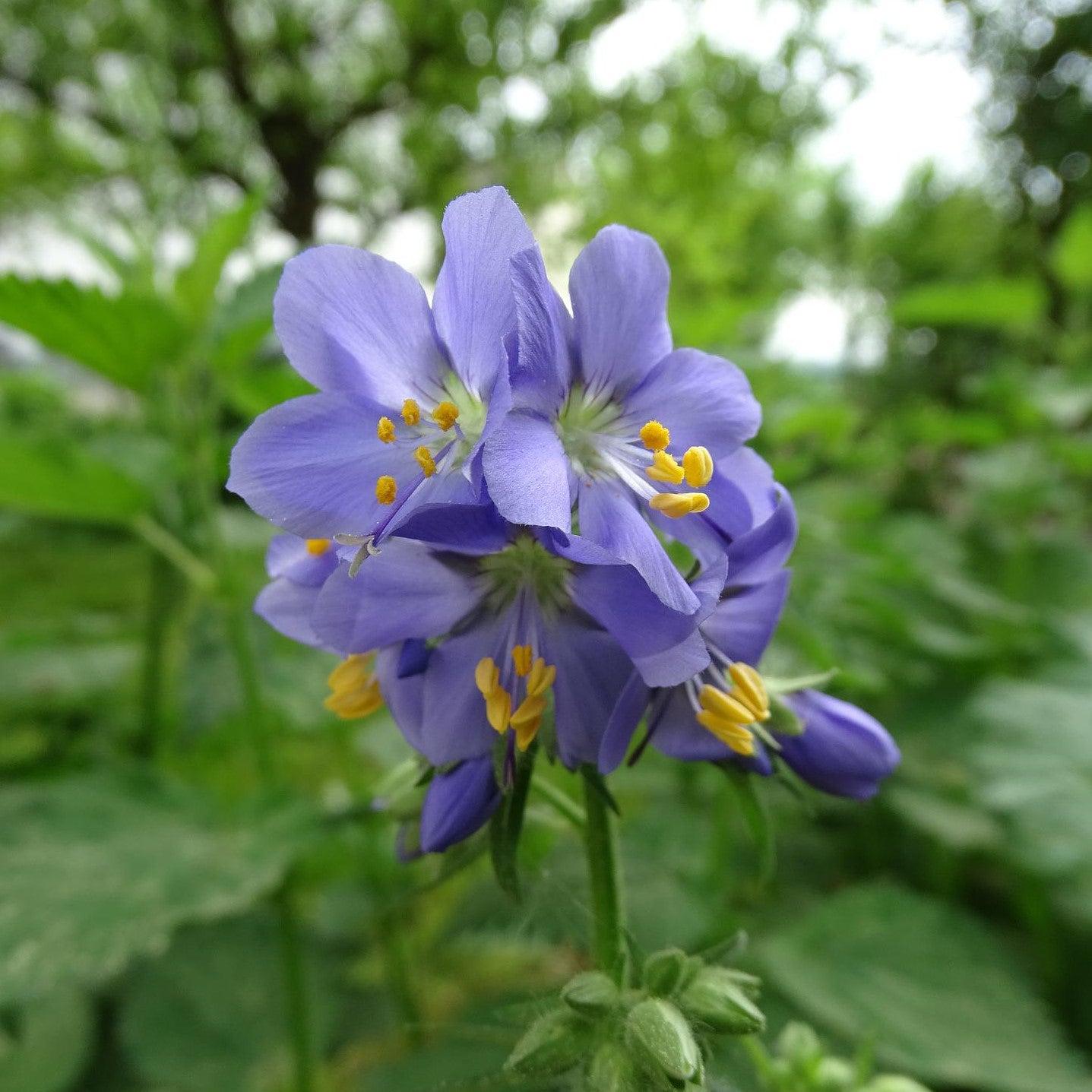 Polemonium 'Brise d'Anjou' ~ Monrovia® Variegated Jacob's Ladder-ServeScape