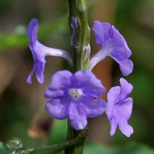 Stachytarpheta jamaicensis ~ Blue Porterweed-ServeScape