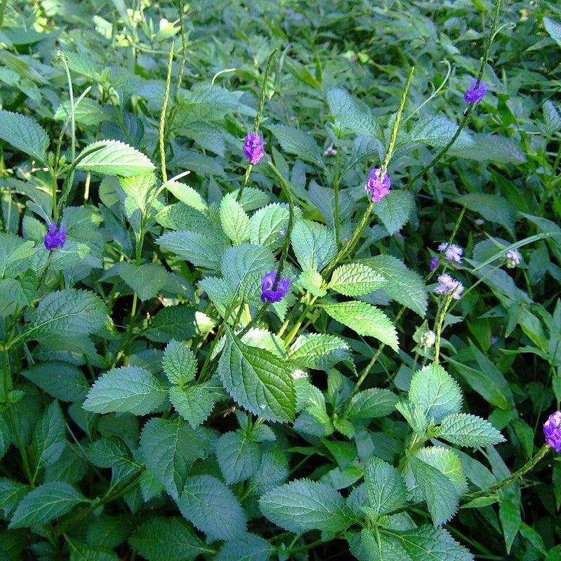 Stachytarpheta jamaicensis ~ Blue Porterweed-ServeScape