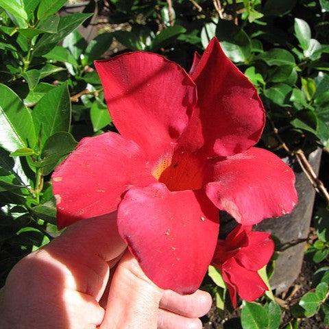Mandevilla 'Red Riding Hood' ~ Red Riding Hood Mandevilla-ServeScape