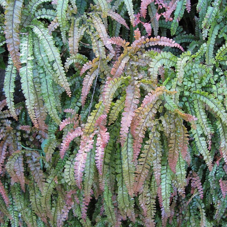 Adiantum hispidulum ~ Monrovia® Rosy Australian Maidenhair Fern-ServeScape