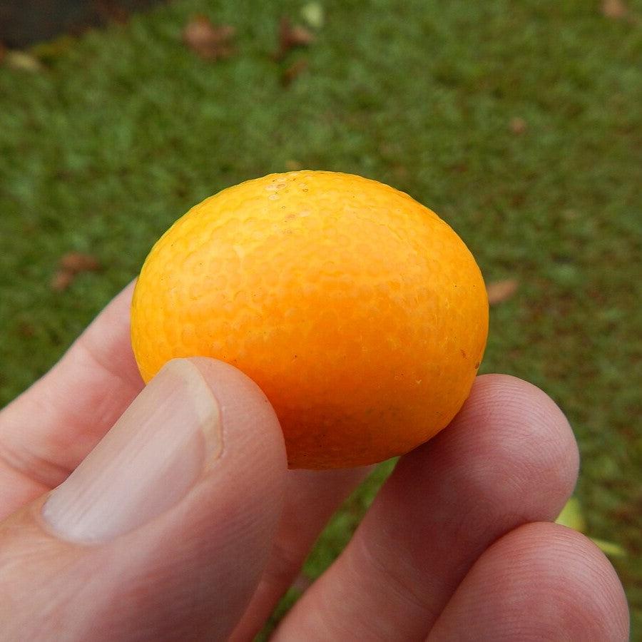 Fortunella crassifolia 'Meiwa' ~ Meiwa Kumquat-ServeScape