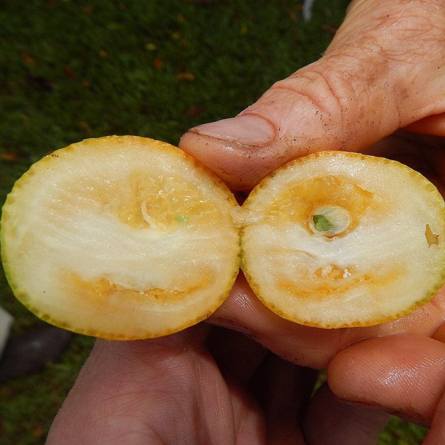 Fortunella crassifolia 'Meiwa' ~ Meiwa Kumquat-ServeScape