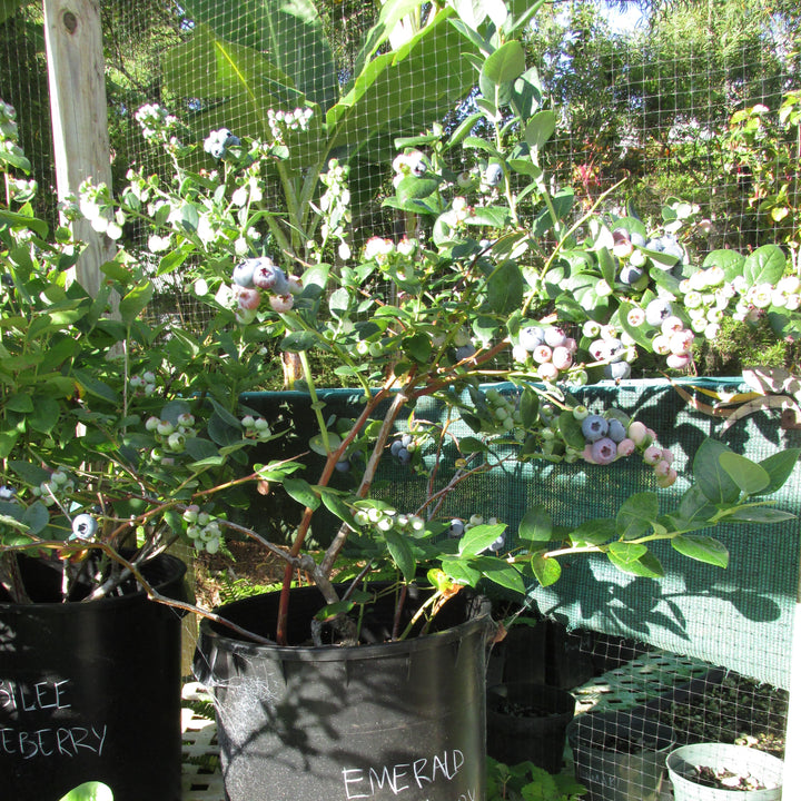 Vaccinium 'Emerald' ~ Emerald Blueberry-ServeScape