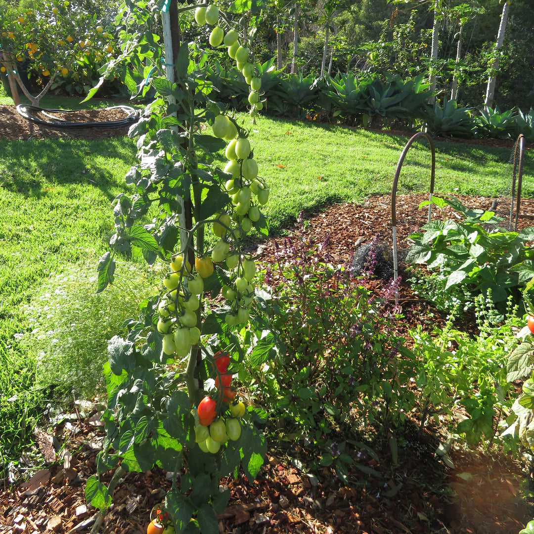 Solanum lycopersicum var. cerasiforme ~ Grape Tomato-ServeScape