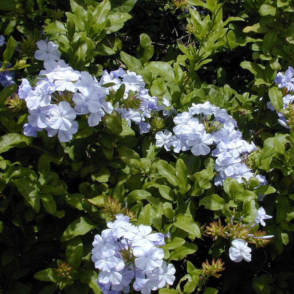 Plumbago auriculata ~ Plumbago, Blue-ServeScape