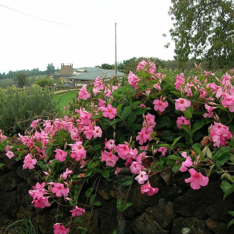 Mandevilla sp ~ Rocktrumpet, Mandevilla Vine, Pink-ServeScape