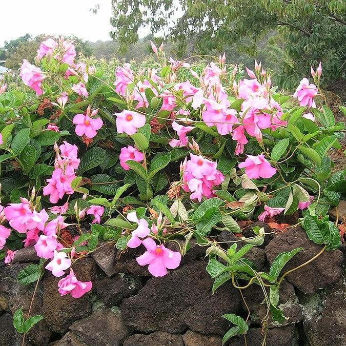 Mandevilla sp ~ Rocktrumpet, Mandevilla Vine, Pink-ServeScape