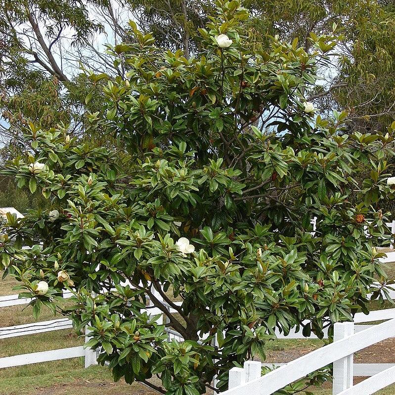 Magnolia grandiflora ~ Southern Magnolia-ServeScape