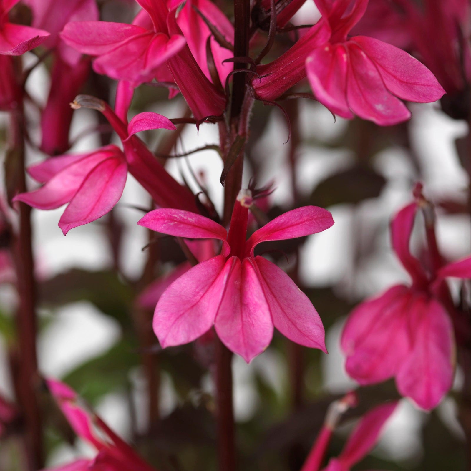 Lobelia x speciosa 'PAS1302714' ~ Starship™ Rose Cardinal Flower-ServeScape