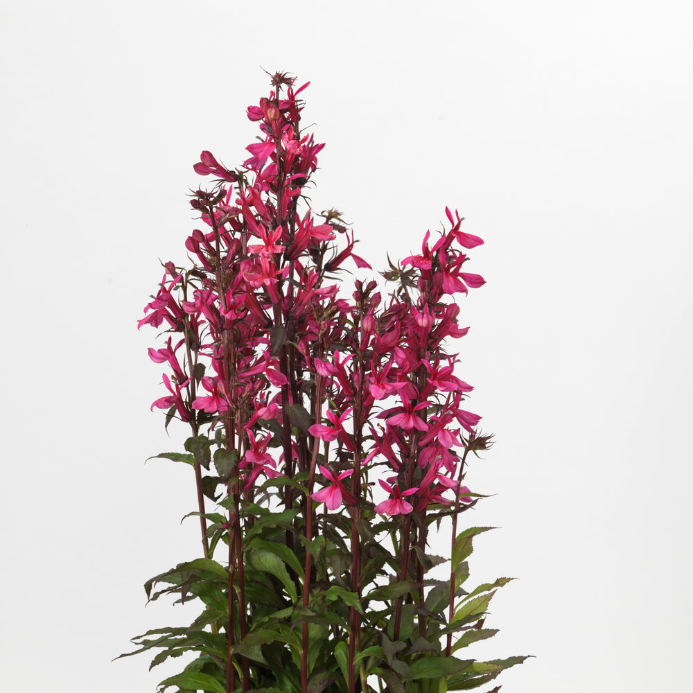 Lobelia x speciosa 'PAS1302714' ~ Starship™ Rose Cardinal Flower-ServeScape