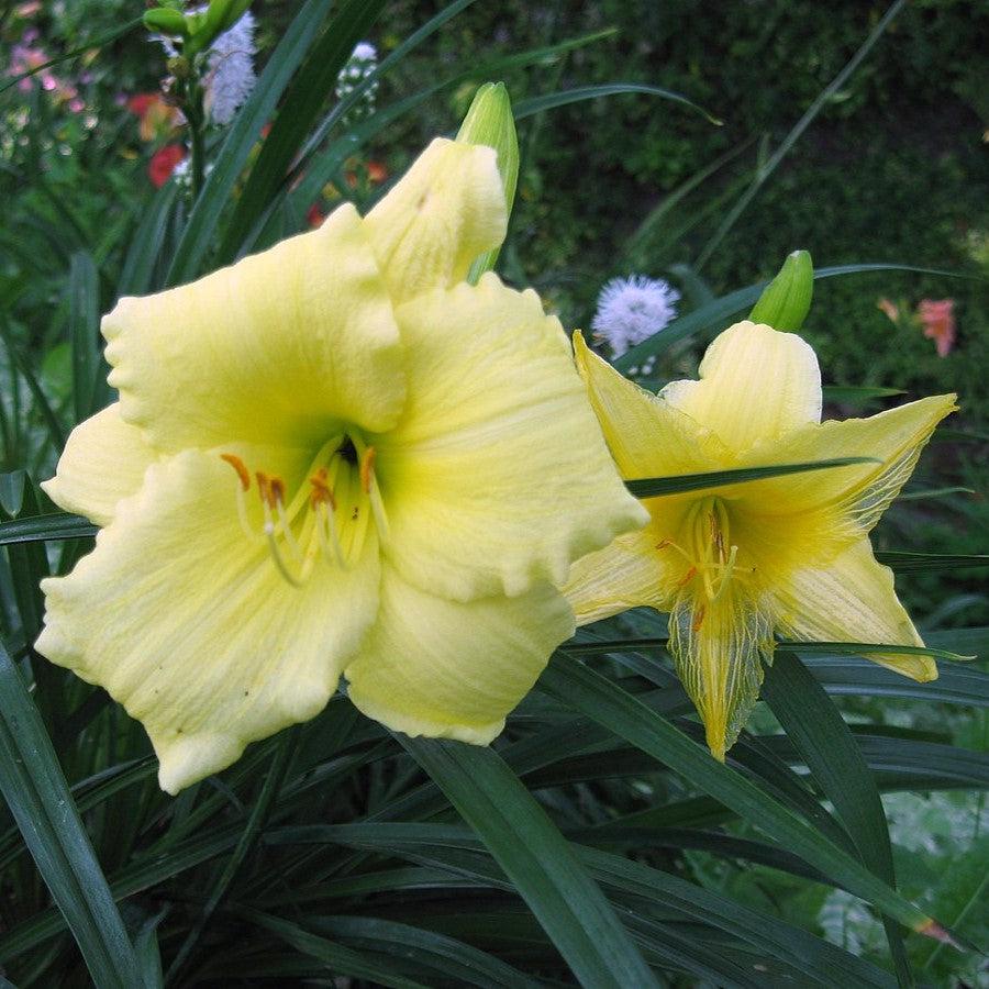 Hemerocallis 'Stella Supreme' ~ Stella Supreme Daylily-ServeScape