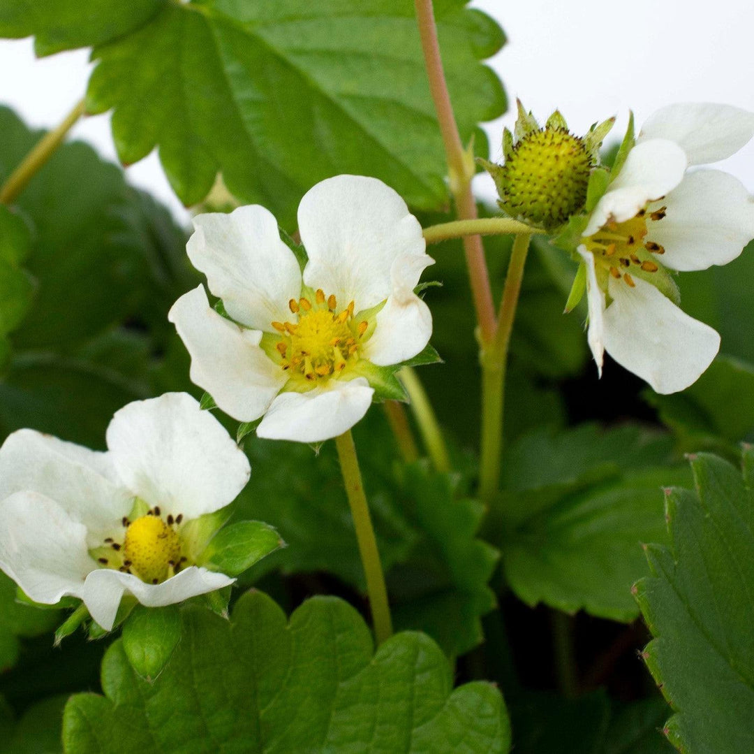 Fragaria x ananassa ‘Elan’ ~ Snowy Belle™ Strawberry-ServeScape