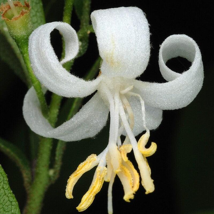 Styrax americanus ~ American Snowbell-ServeScape