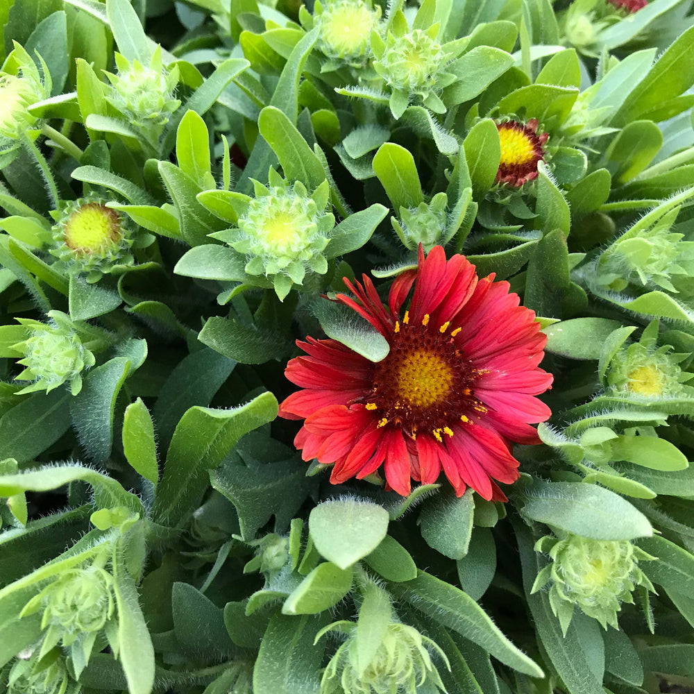 Gaillardia x grandiflora 'Celebration' ~ Monrovia® Celebration Blanket Flower-ServeScape