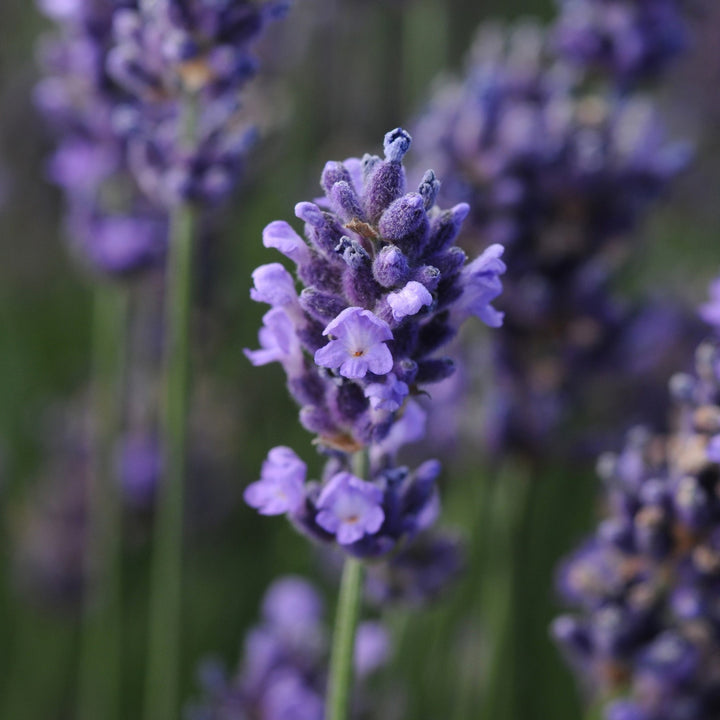 Lavandula angustifolia 'SuperBlue' ~ Super Blue English Lavender-ServeScape